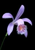 Pleione